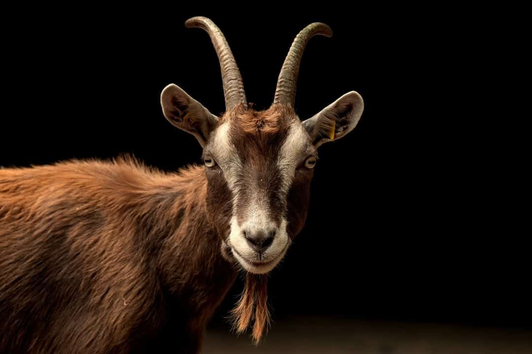 Goat Dream Meaning