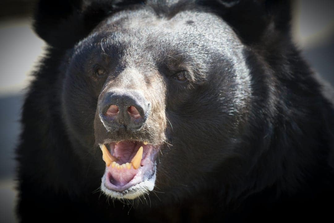 Black Bear Dream Meaning