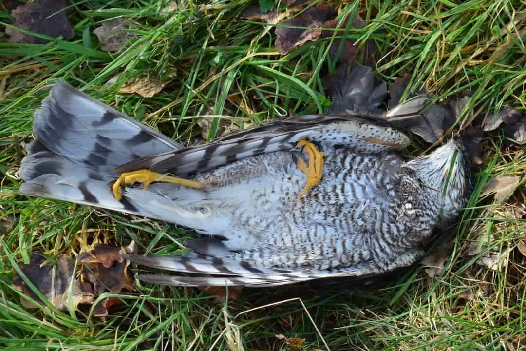 Dead Bird in Dream Meaning