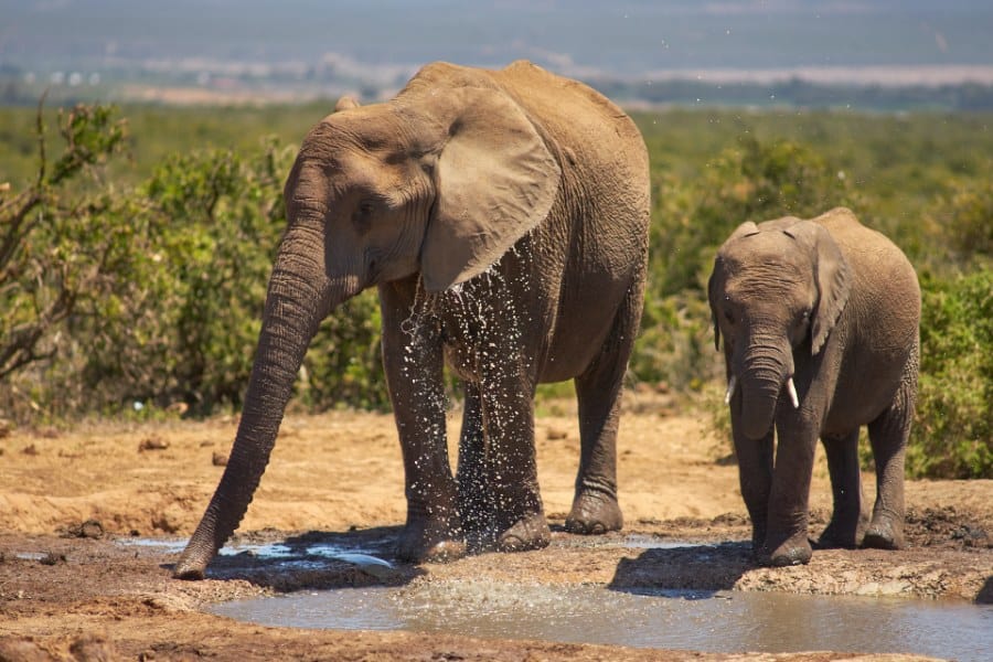 Common Types of Elephant Dreams