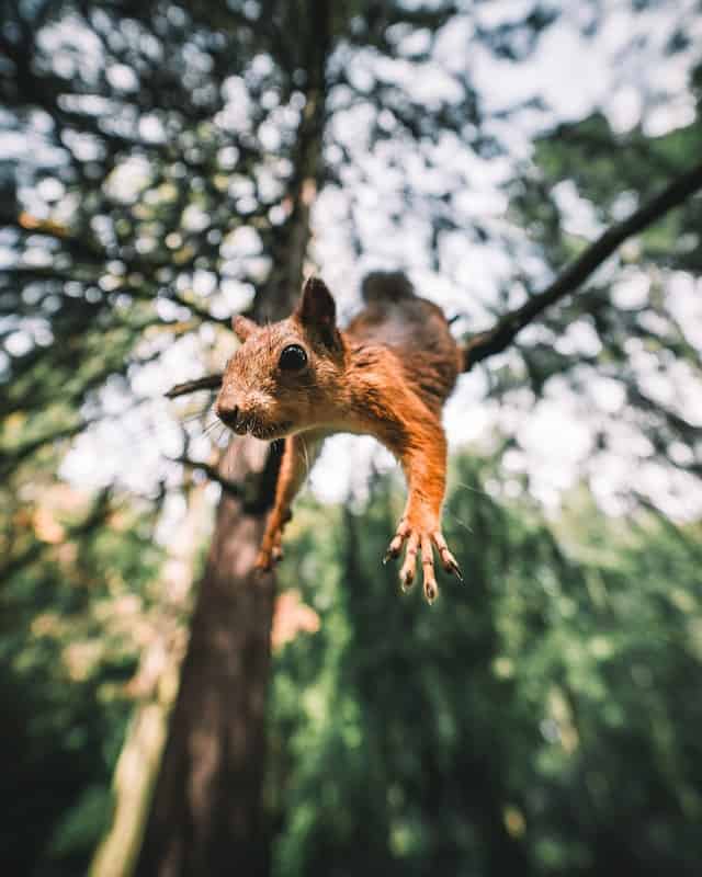 Dreaming About Flying Squirrels