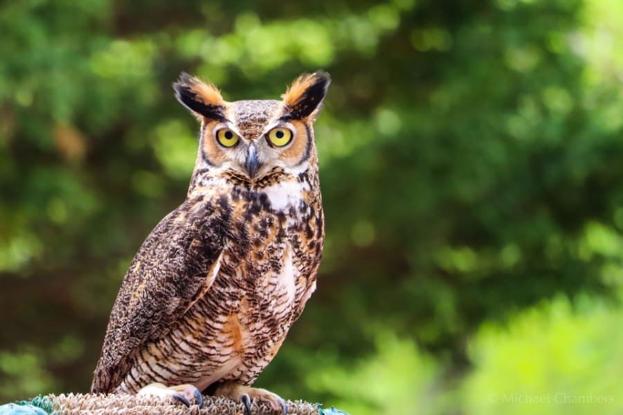 Dreaming About Owls