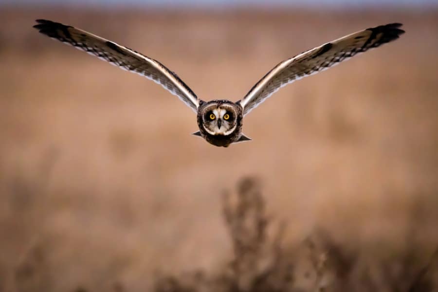 Dreaming Of Owls Flying