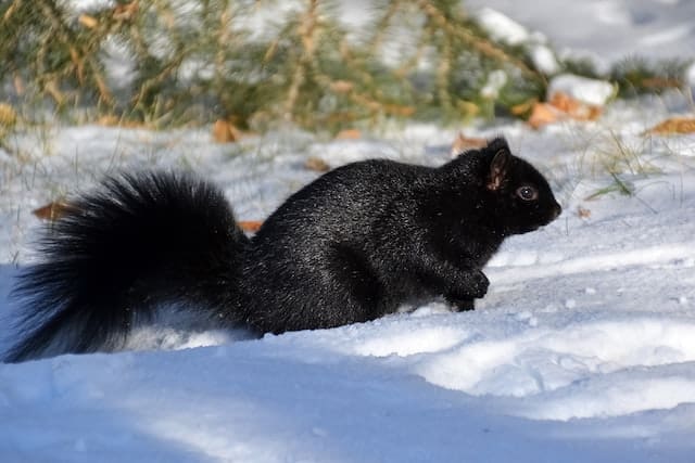 Dreaming about a black squirrel