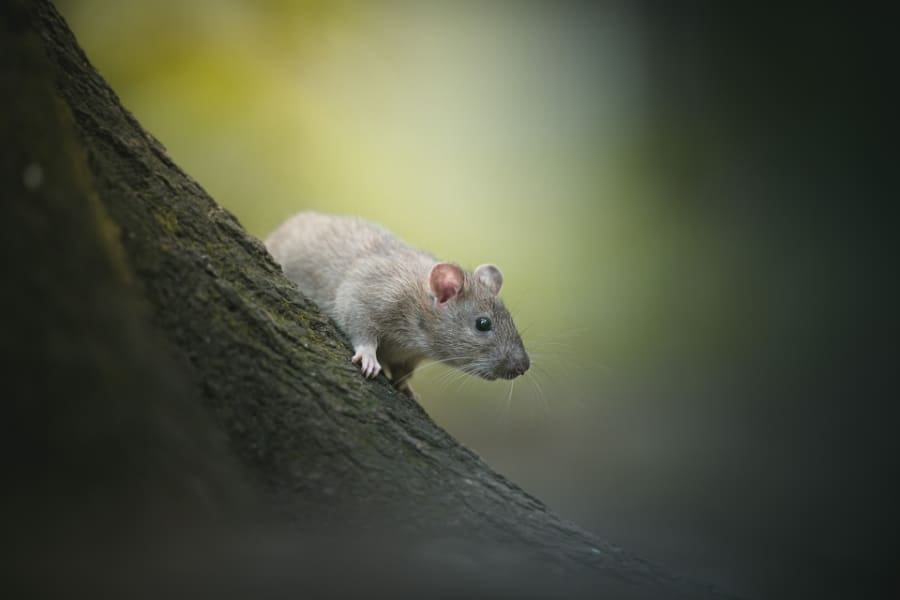 Dreams About Mice And Rats Meaning