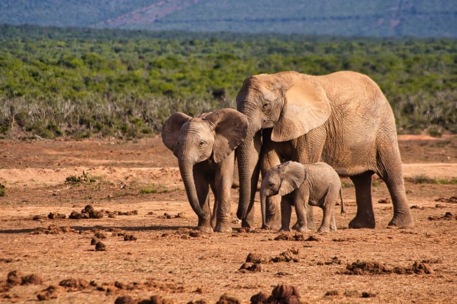 Elephant Dream Themes and Their Meanings