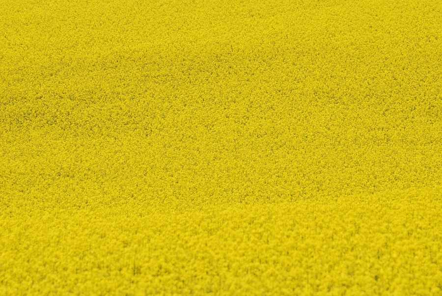 color yellow in dreams