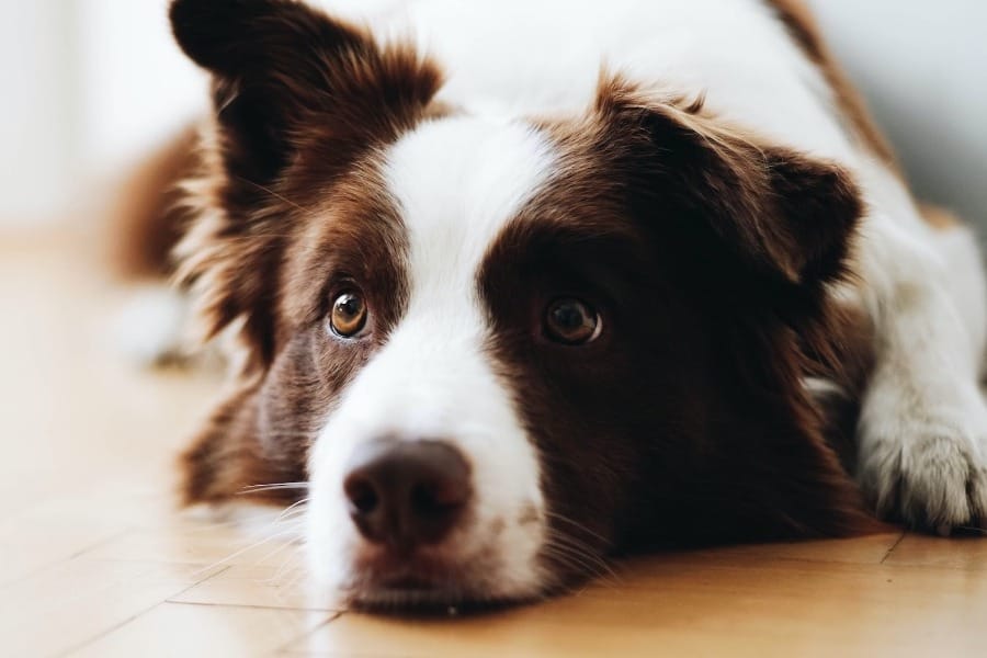 dream about dog dying