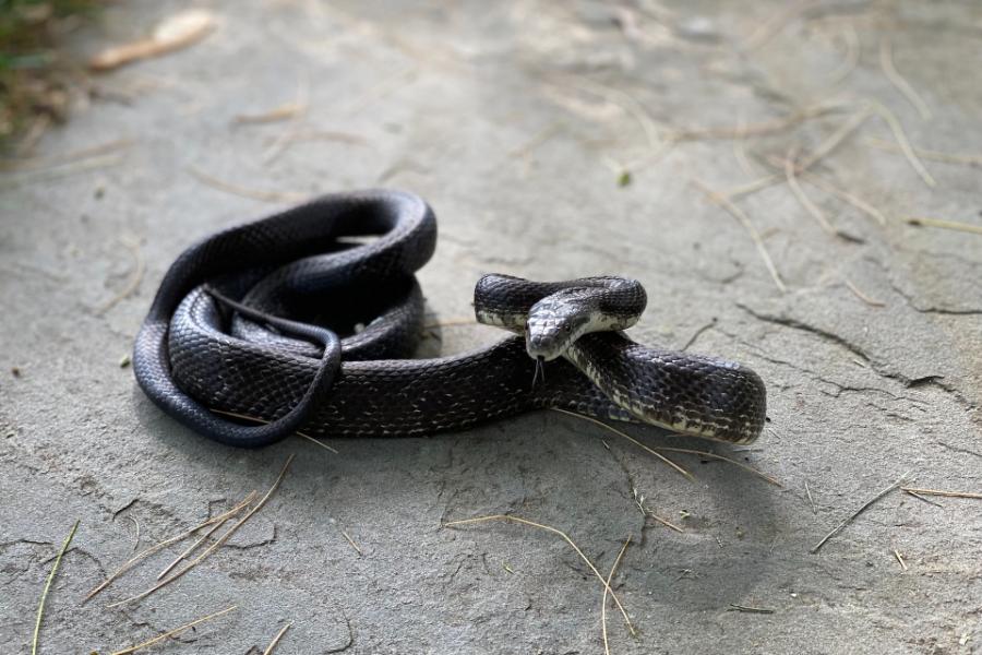 dream of killing a snake
