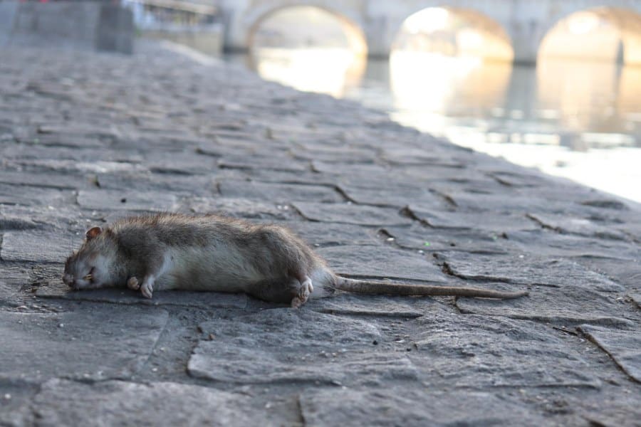 dreaming of dead rats
