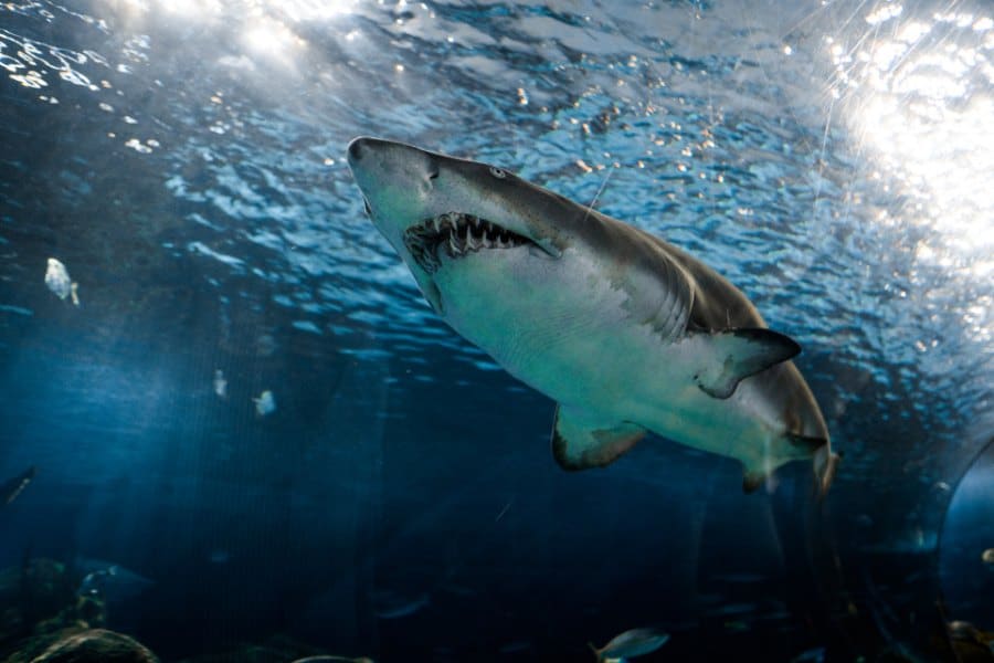 dreams about sharks
