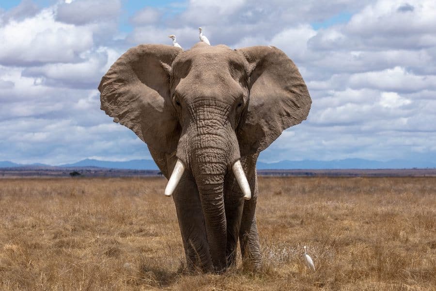 elephant in dream