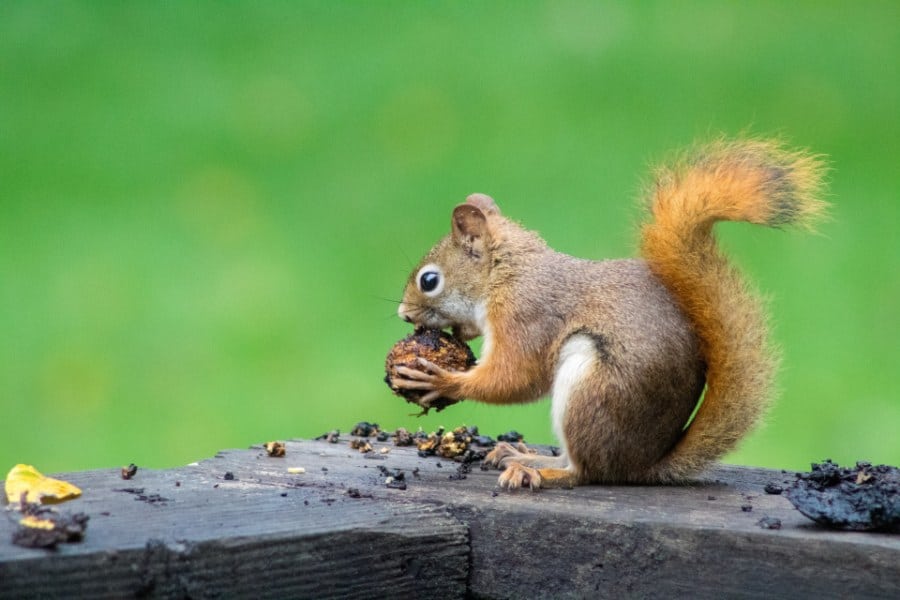 squirrel in dream meaning