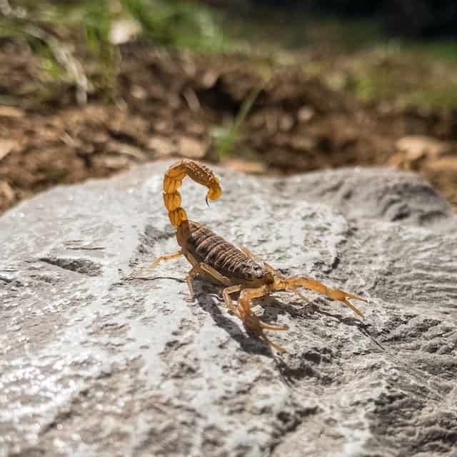 Common Dream Scenarios Involving Scorpions