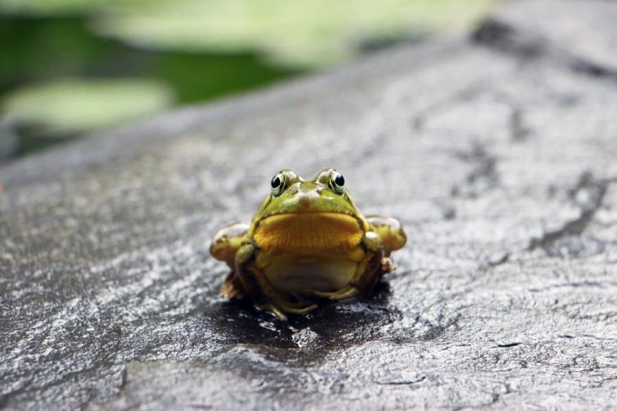 Different Scenarios of Frog Dreams