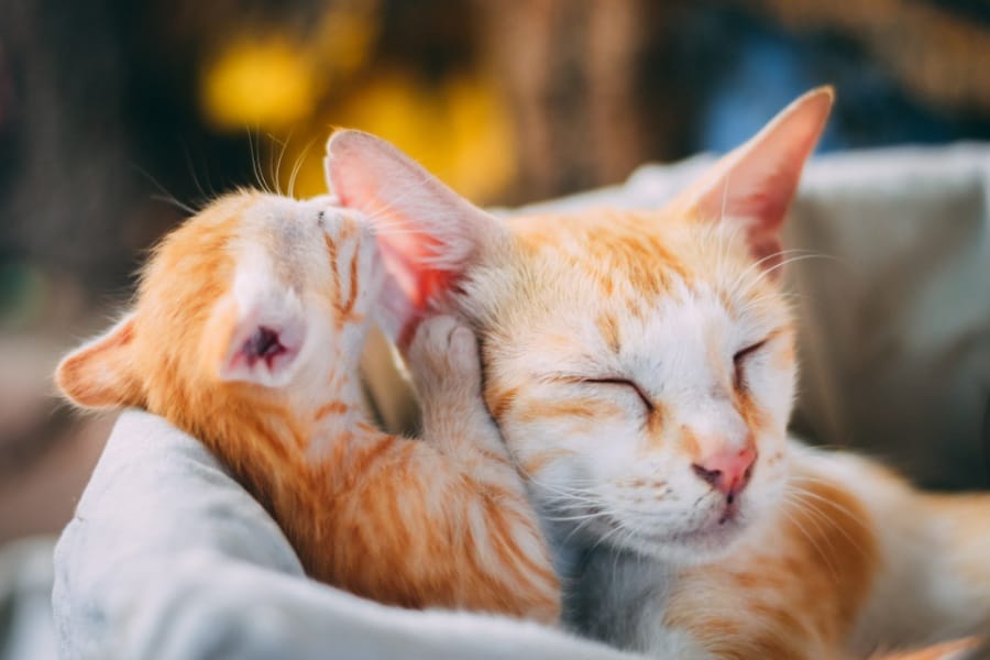 Dreams About Kittens
