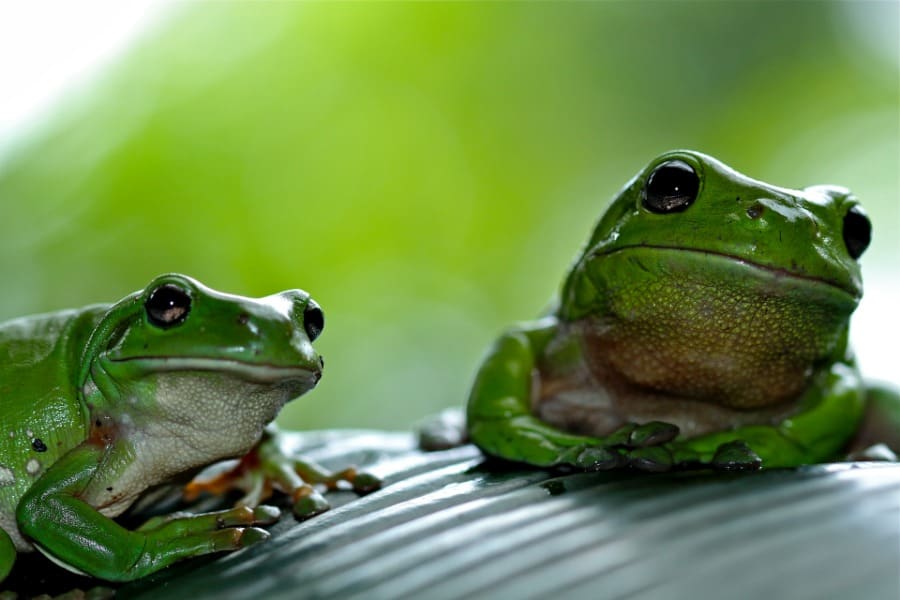 Frog Dream Meaning