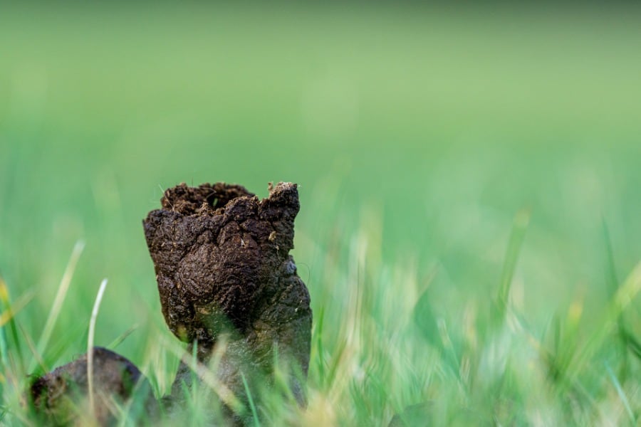 Poop Dream Meaning