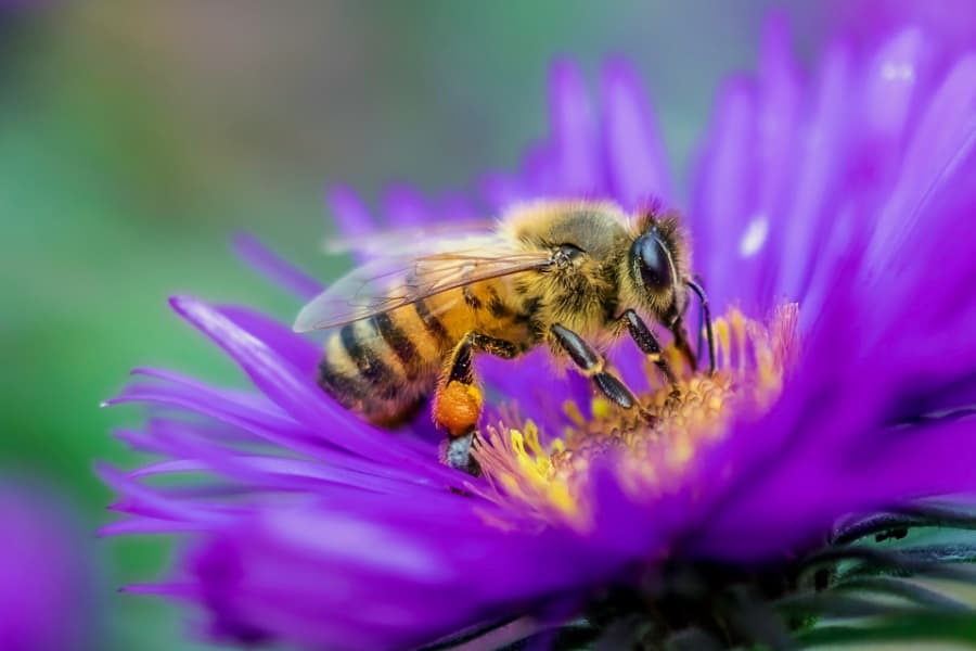 dream about a bee