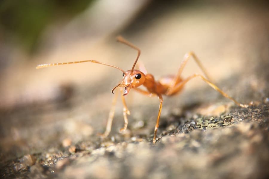dream about ants