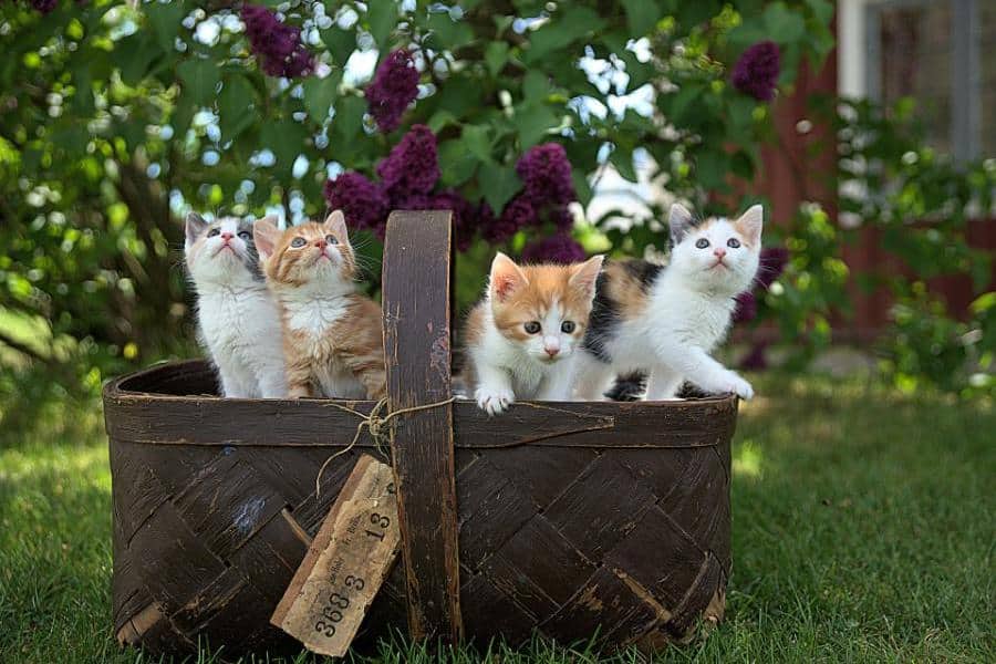 kittens dream meaning