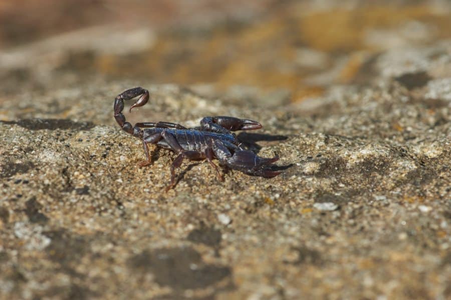 scorpion dream meaning