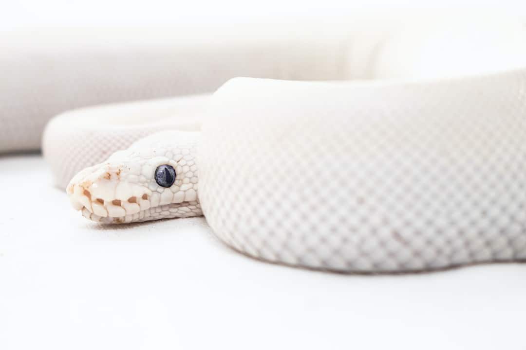 white snake in dream