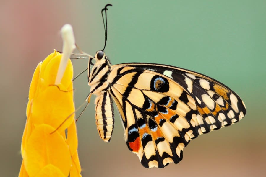 Common Dreams About Butterflies