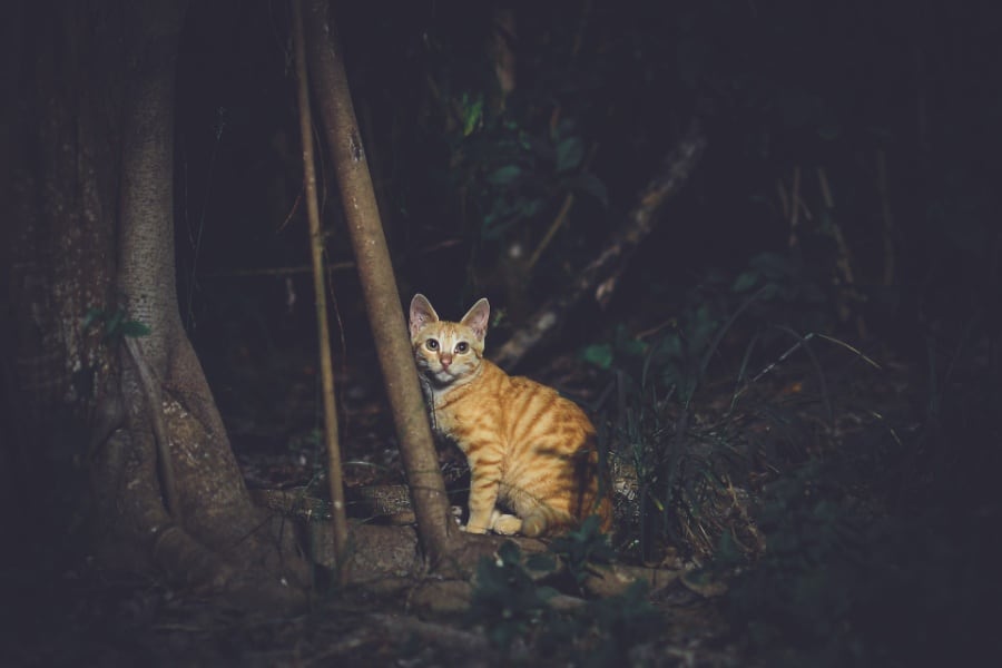 Common Examples of Dreams About Dead Cats