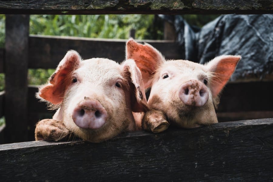 Common Pig Scenarios in Dreams