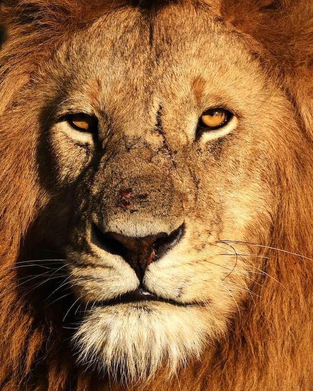 Common Scenarios of Lions in Dreams