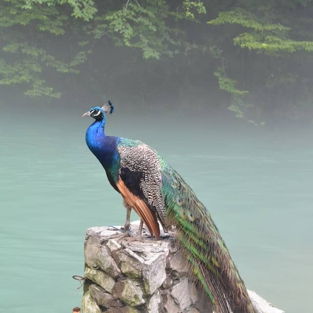 Different Scenarios About Peacocks in Dreams