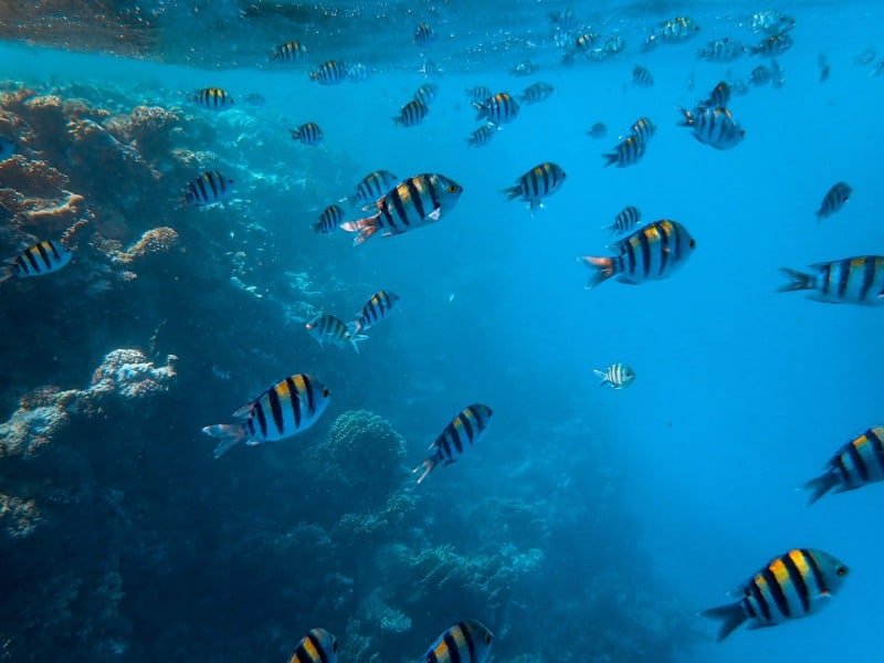 Dream of Fish Swimming