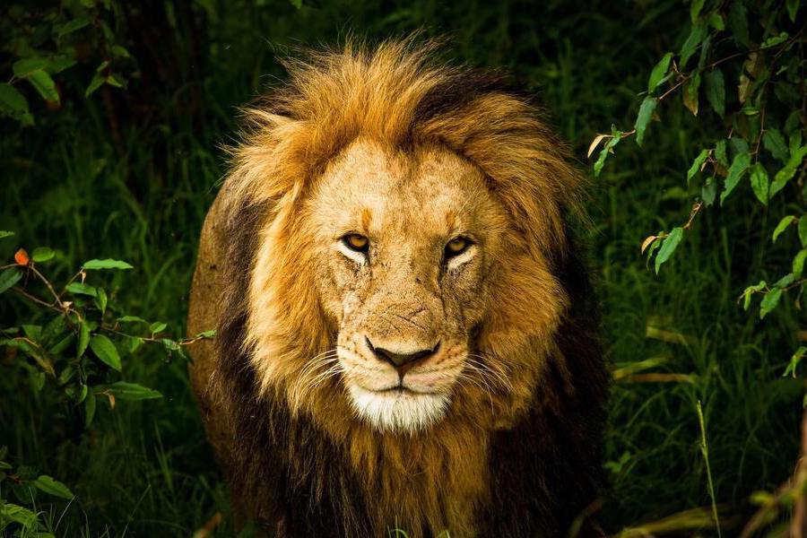 Lion in Dream