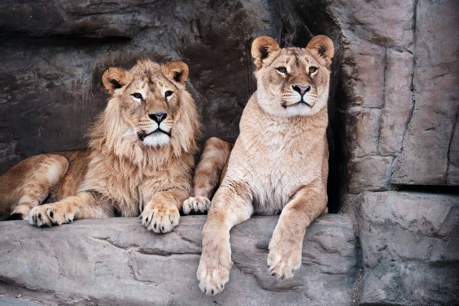 Seeing Lion and Lioness in Dream