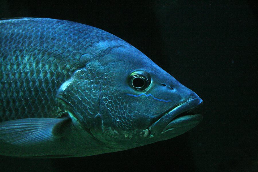 Spiritual Meaning of Fish in Dream