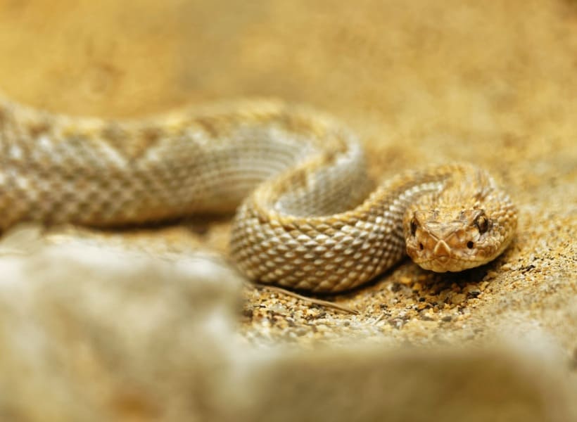 Spiritual Meaning of Snakes in Dreams