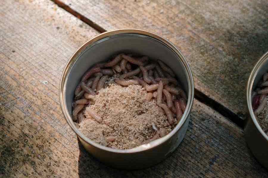 What Does It Mean to Dream of Maggots
