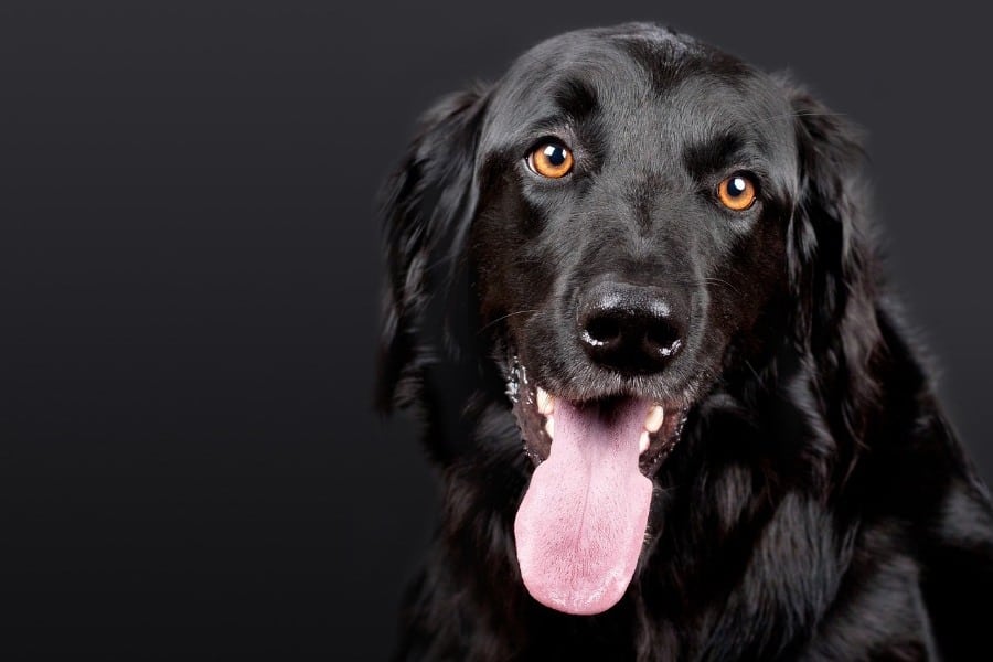black dog in dream meaning