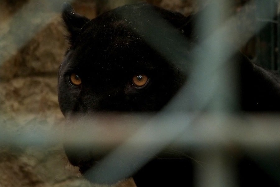 black panther in dream