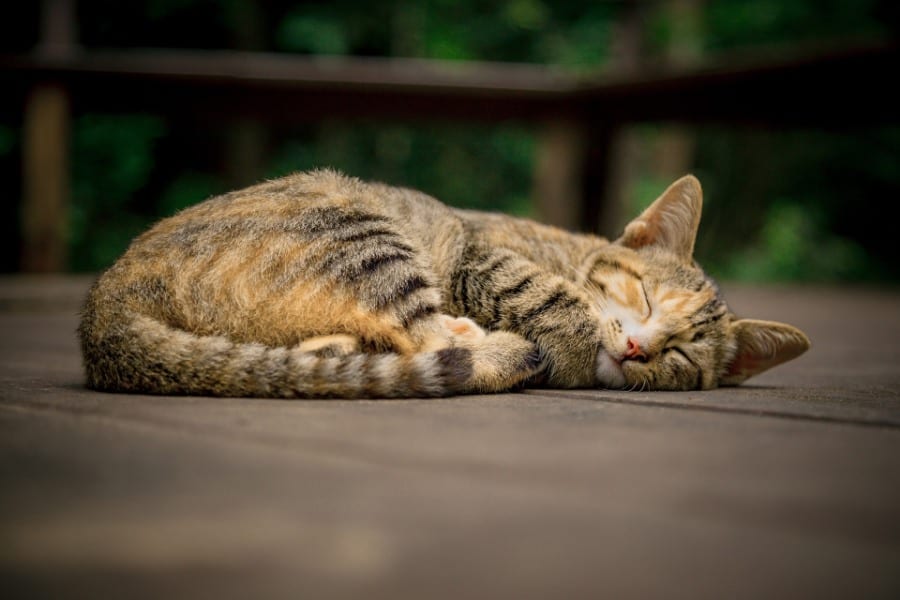 dream about dead cats