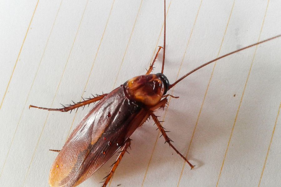 dream about roaches