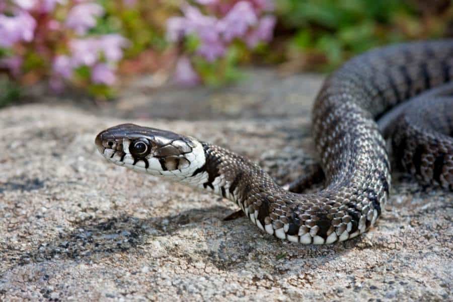 dream about snakes