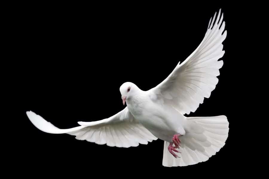 dream of a white bird