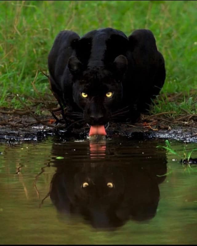 dream of black panther