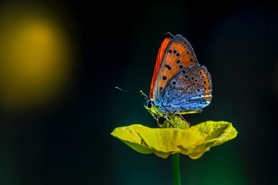 dream of butterflies