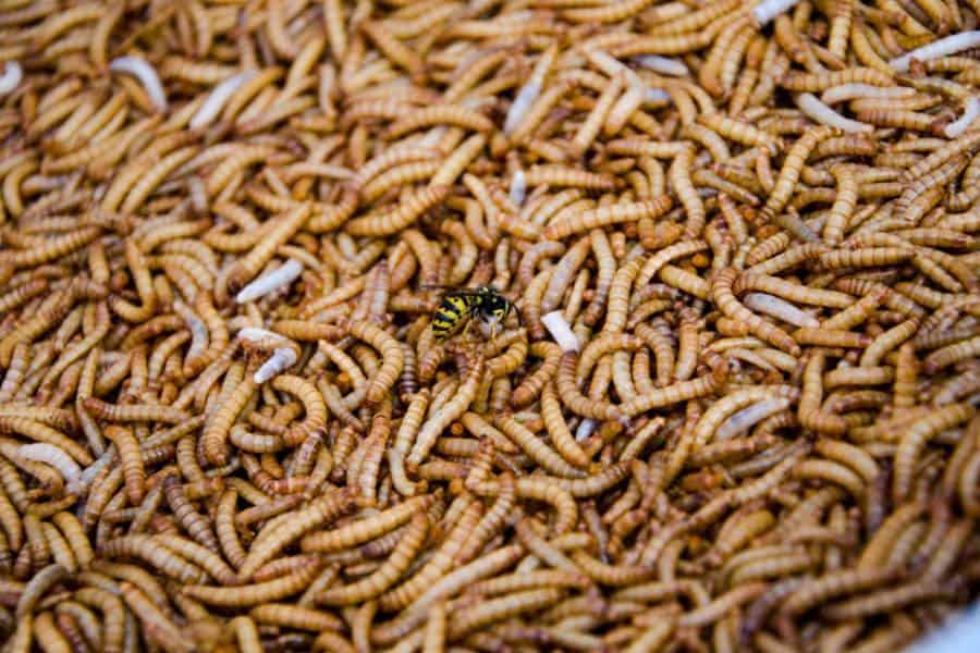 dream of maggots meaning