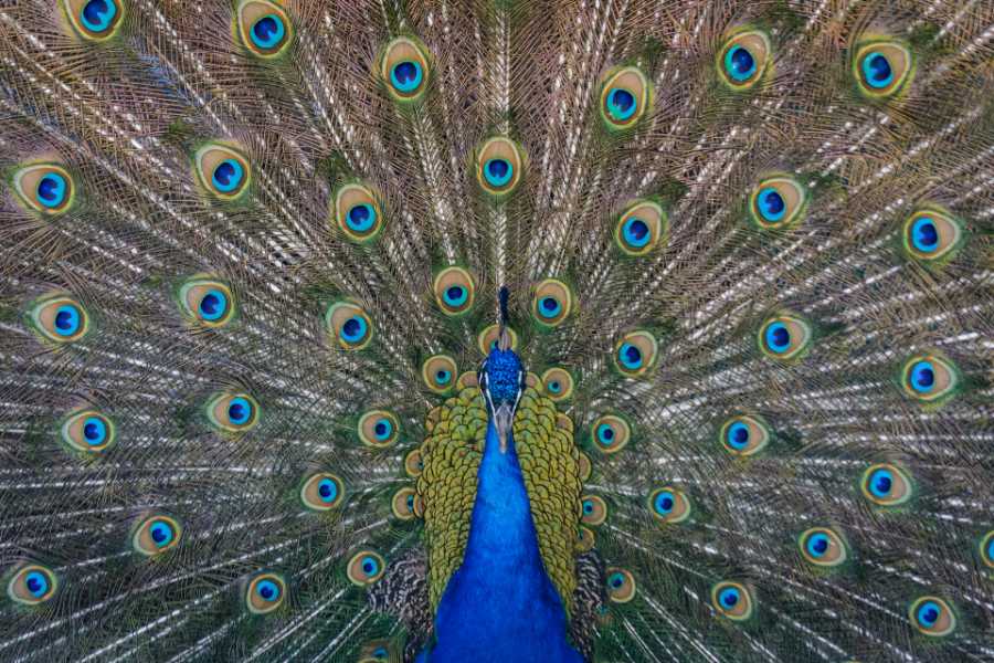 dream of peacock