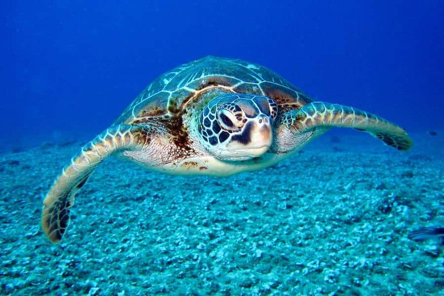 dreaming about turtles