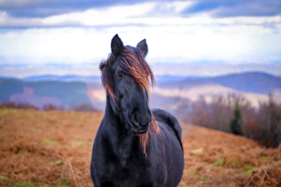 dreaming of a black horse